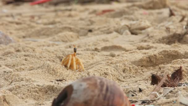 Caranguejo na areia — Vídeo de Stock