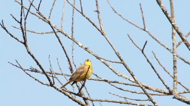 Trznadel zwyczajny (emberiza citrinella). piosenkarka wiosna. Koncert ptaków. — Wideo stockowe