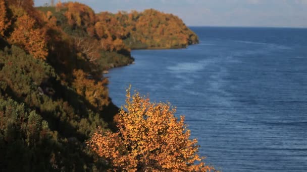 秋季，苔原浆果 — 图库视频影像