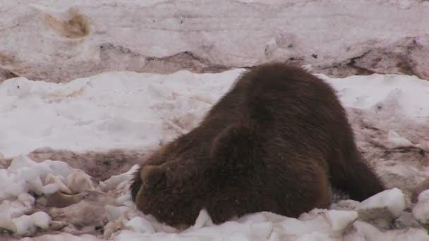 Przyjemność niedźwiedź — Wideo stockowe