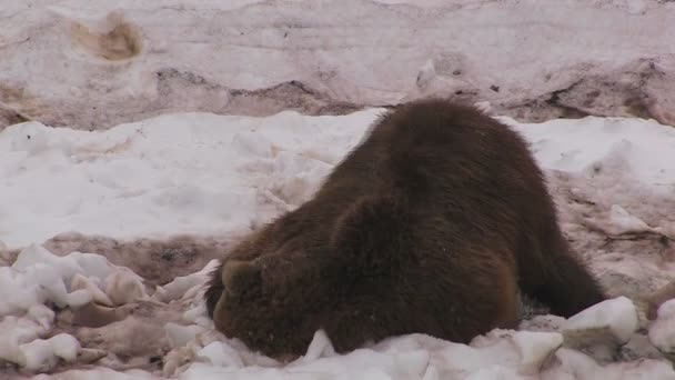 THE BEAR PLEASURE — Stock Video