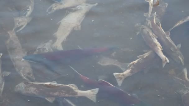 Salmon, spawning, underwater — Stock Video
