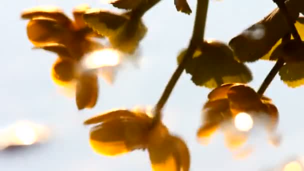 Blumen, Reflexion im Wasser — Stockvideo