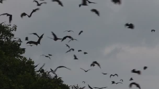 Flying fox — Stockvideo