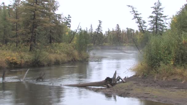 Лесная река . — стоковое видео