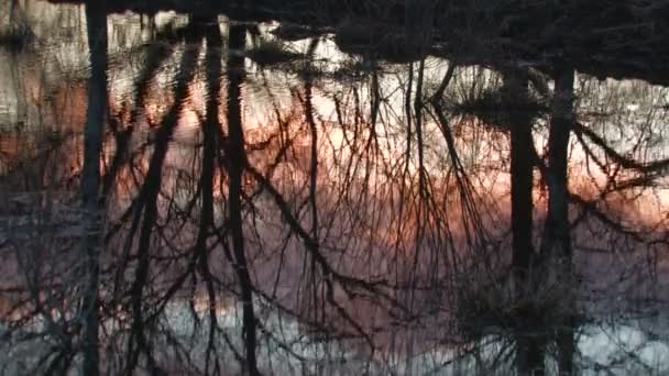 El río del bosque . — Vídeos de Stock