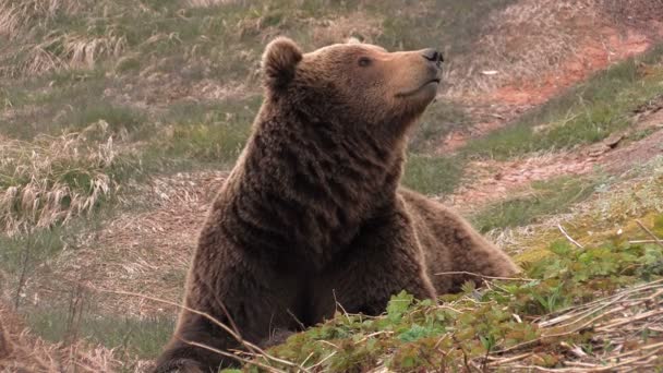 Der Bär, ein Porträt, eine Nahaufnahme — Stockvideo