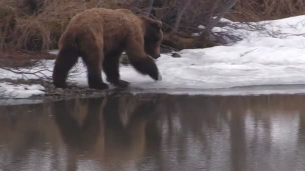O urso vai para o gelo . — Vídeo de Stock