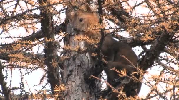 Sable está sentado en un árbol — Vídeo de stock