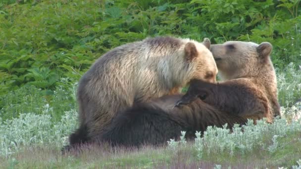 Bear cub pít mléko — Stock video