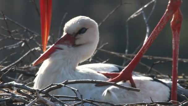 Mating Storks — Stock Video