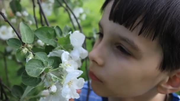 El chico huele flores. — Vídeos de Stock