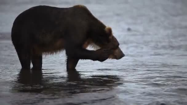 Oso marrón pesca — Vídeos de Stock