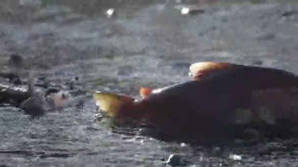 Lachs, Laich, Unterwasser — Stockvideo