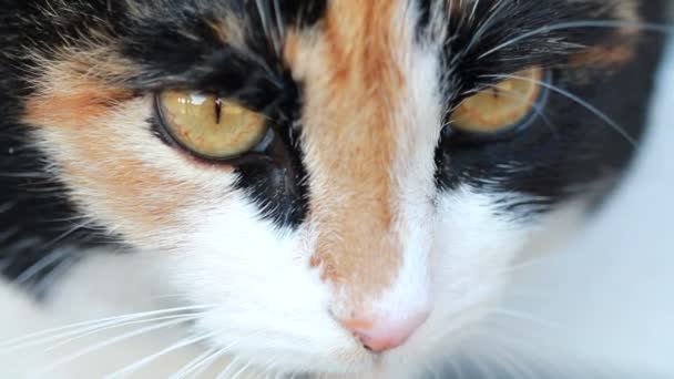 Portret van een kat close-up — Stockvideo