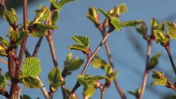 Groene bladeren — Stockvideo