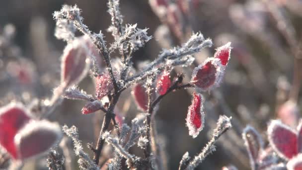 Autunno, tundra, frutti di bosco — Video Stock