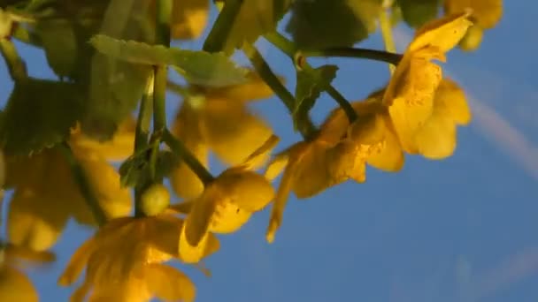 Λουλούδια, αντανάκλαση στο νερό — Αρχείο Βίντεο