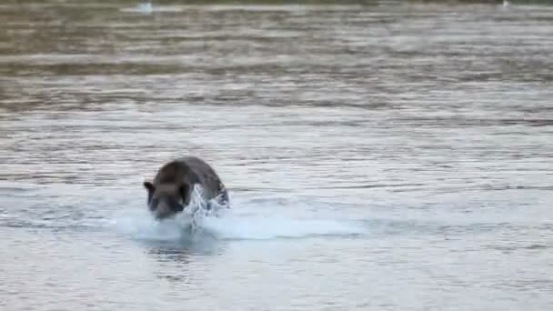 棕色的熊捕鱼 — 图库视频影像