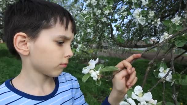 De jongen ruikt bloemen — Stockvideo