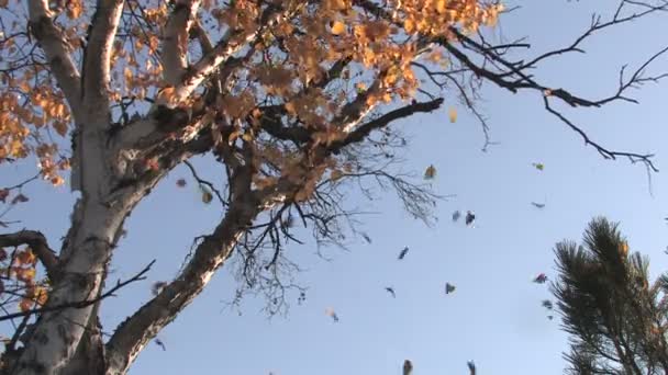 Sárga levelek hullanak le a fáról ősszel