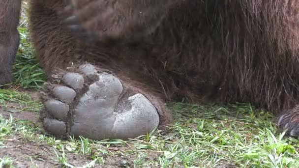 Urso, uma perna, um close — Vídeo de Stock