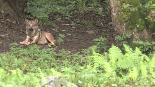 野生のオオカミ — ストック動画