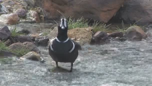 Harlequin Duck — Stock Video