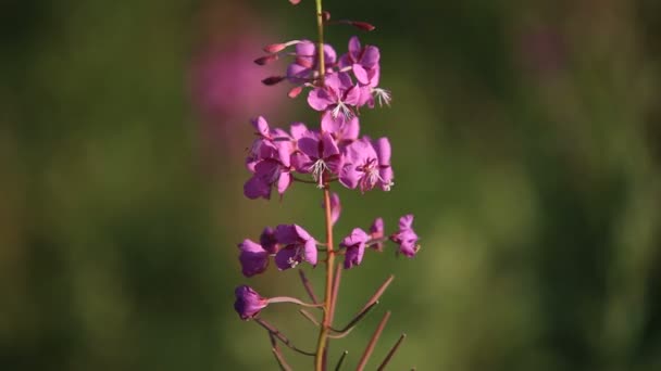 Hout bloemen en dauw — Stockvideo