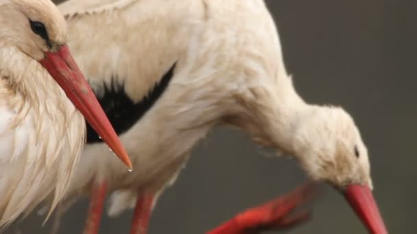 Der Storch putzt Federn — Stockvideo