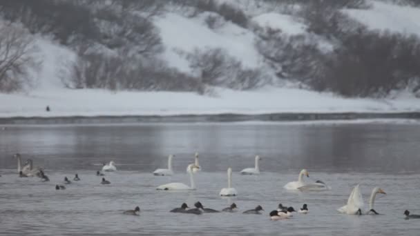 Лебеді і качки, зима — стокове відео