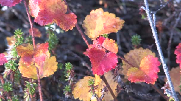 Herbst, Tundra, Beeren — Stockvideo