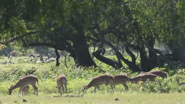 Deer family — Stock Video