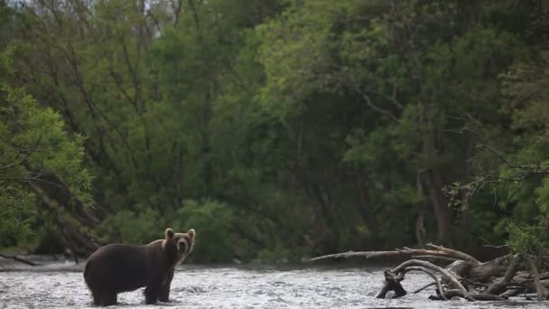 Oso marrón pesca — Vídeo de stock