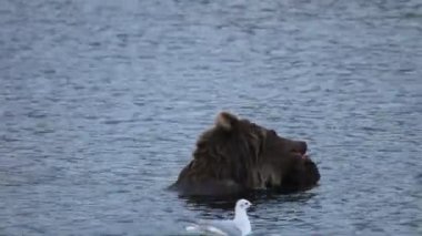 taze sockeye somon yiyen ayı