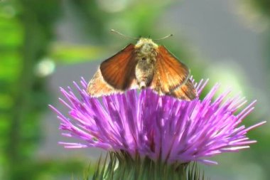 Kelebek yakın çekim