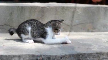 Çizgili kedi sopayla oynuyor
