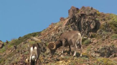 Kayalık dağ bighorn koyunu