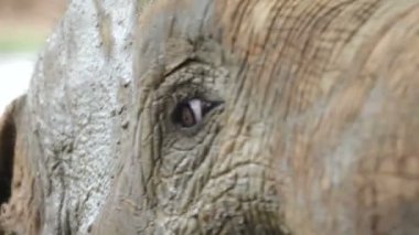 fil gözü
