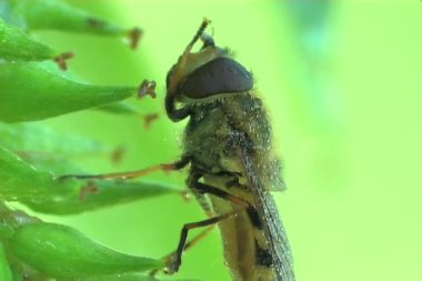 Yeşil yaprağın üzerinde uç