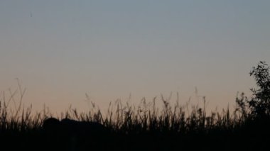 siluet, çocuk, atlar