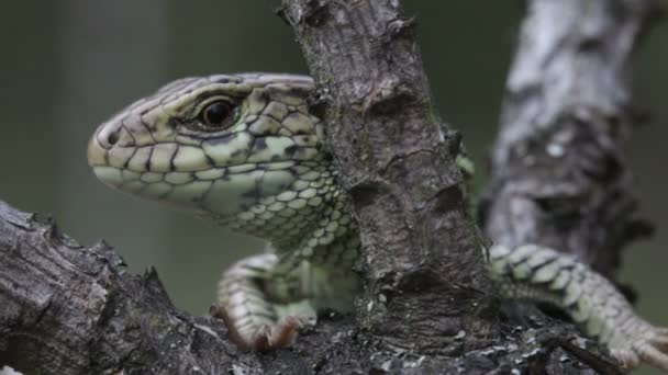 Lizard. Close up. — Stock Video