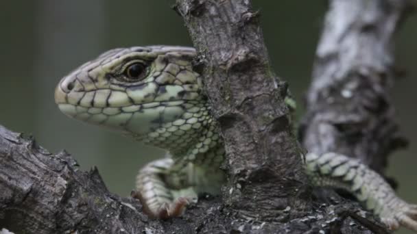 Lagarto. Fechar . — Vídeo de Stock