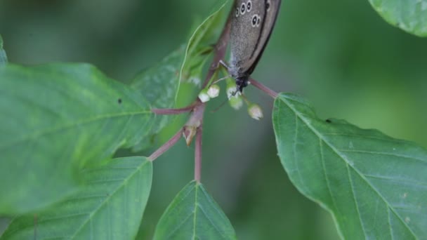 A borboleta. Um close-up . — Vídeo de Stock