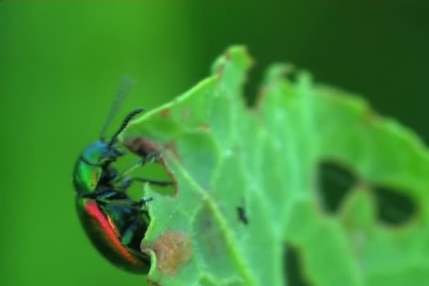 Insectos, de perto — Vídeo de Stock