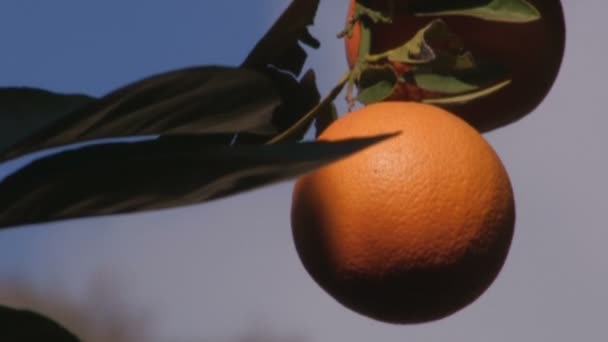 Tree with oranges — Stock Video