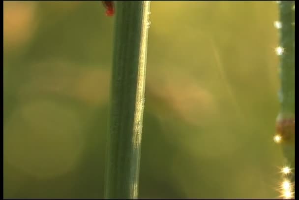 Schnecke auf taufrischem Gras — Stockvideo