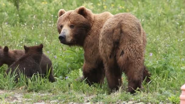 Filhotes de urso e urso . — Vídeo de Stock