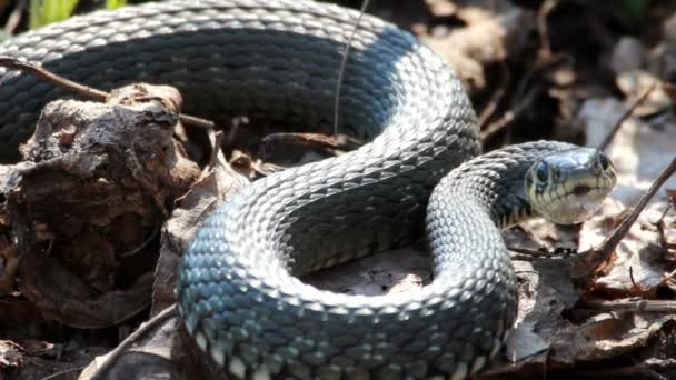 Grass Snake (Natrix Natrix) resting in the warmth — Stock Video