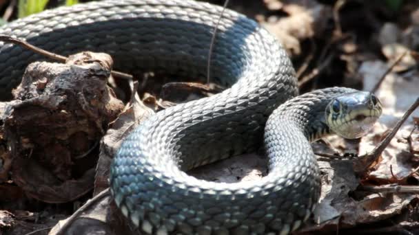 Serpent d'herbe (Natrix Natrix) reposant dans la chaleur 